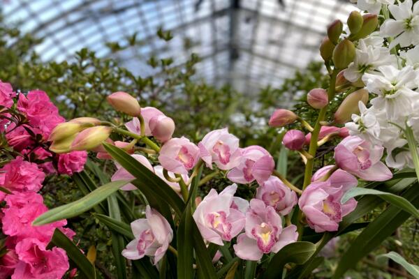 Garfield Park conservatory spring flower show