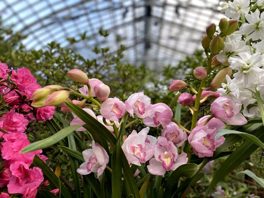 Garfield Park conservatory spring flower show