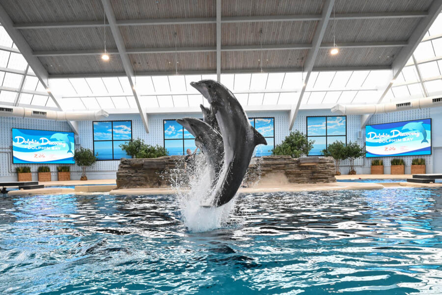 Brookfield Zoo Dolphin Show