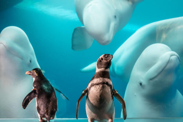 Penguins at the Shedd Aquarium