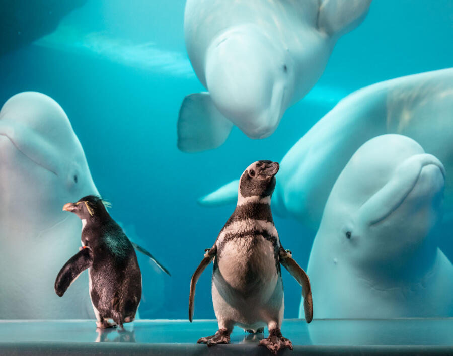 Penguins at the Shedd Aquarium