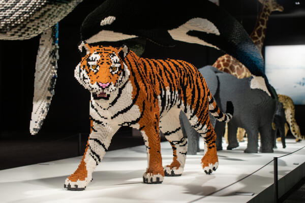 A Lego tiger at the Museum of Science and Industry