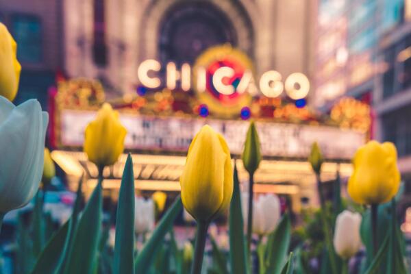 Chicago Theatre in spring with tulips blooming