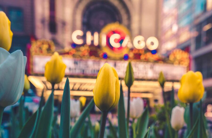 Chicago Theatre in spring with tulips blooming