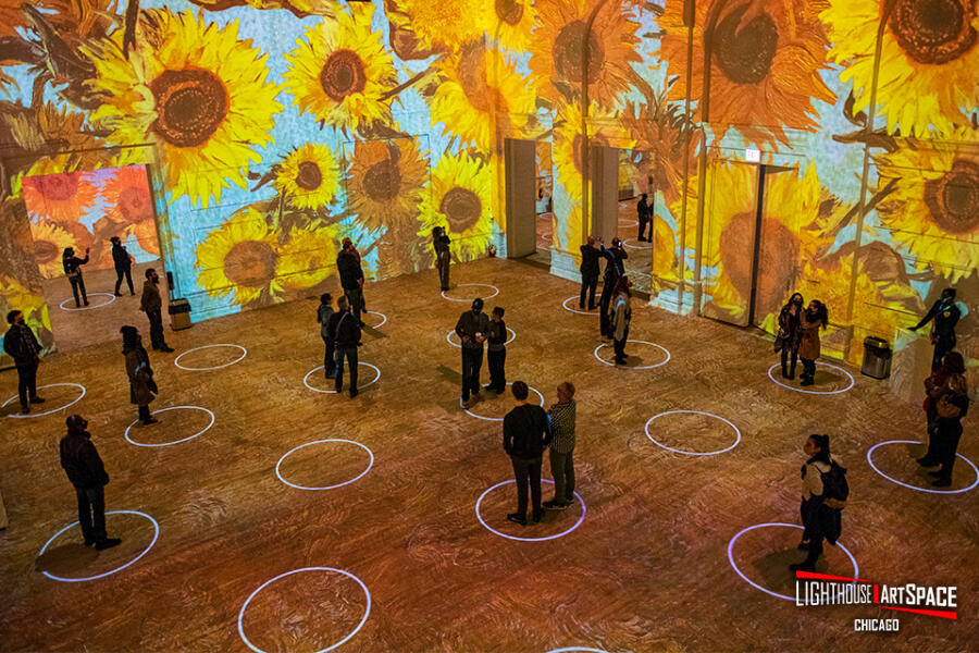 Groups of people surrounded by images of Vincent Van Gogh's famous Sunflowers at the Immersive Van Gogh exhibit in Chicago