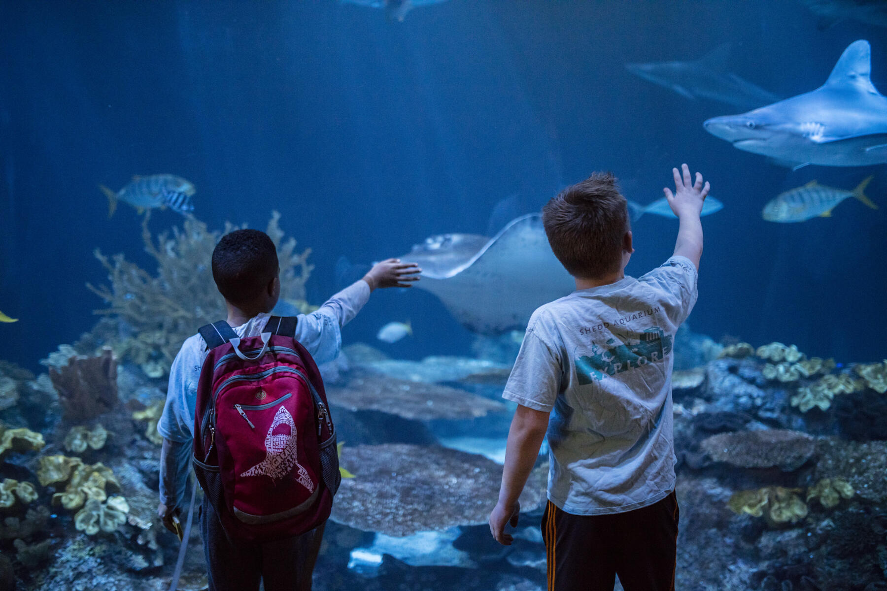 Wild Ree Shark Habitat at Shedd Aquarium