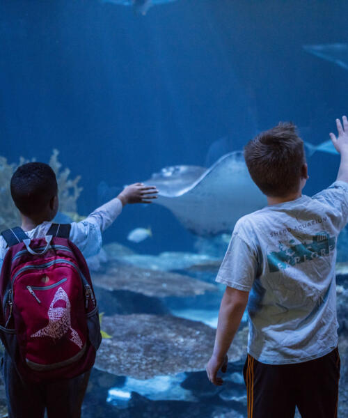 Wild Ree Shark Habitat at Shedd Aquarium