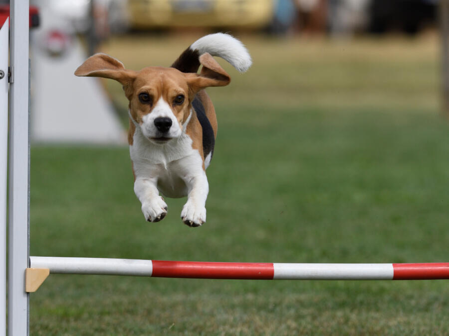 Great American Dog Show is a family event celebrating our furry friends