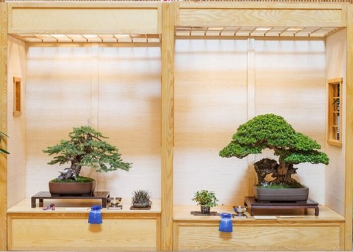 Midwest Bonsai Society August Exhibition