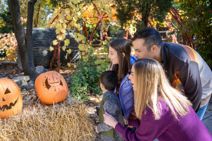 Lincoln Park Zoo Fall Fest