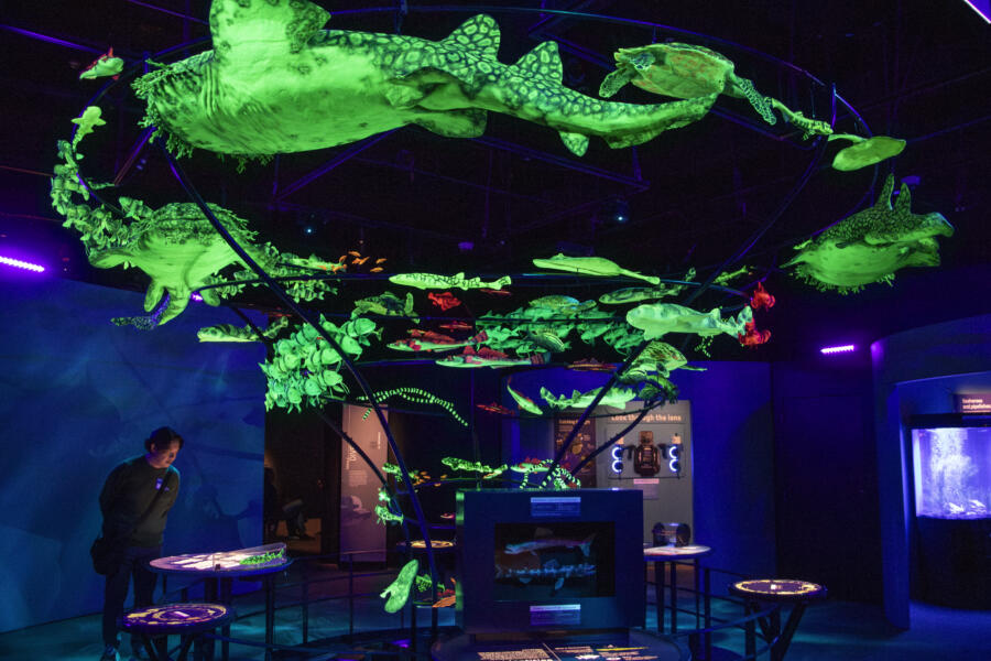Visitors experience and learn about a range of biofluorescent marine species with a towering display of glowing to-scale models.