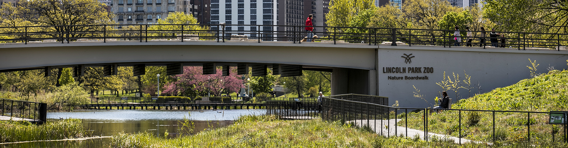 Explore Chicago’s free Lincoln Park Zoo