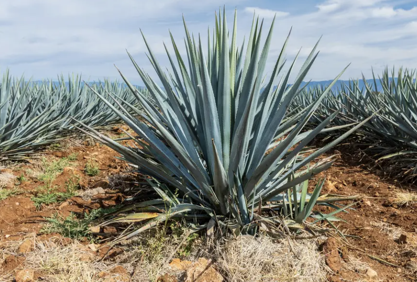 Agave Open House “Passport to Agave” | 06/25/2024 | Choose Chicago