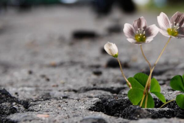 A Raisin in the Sun