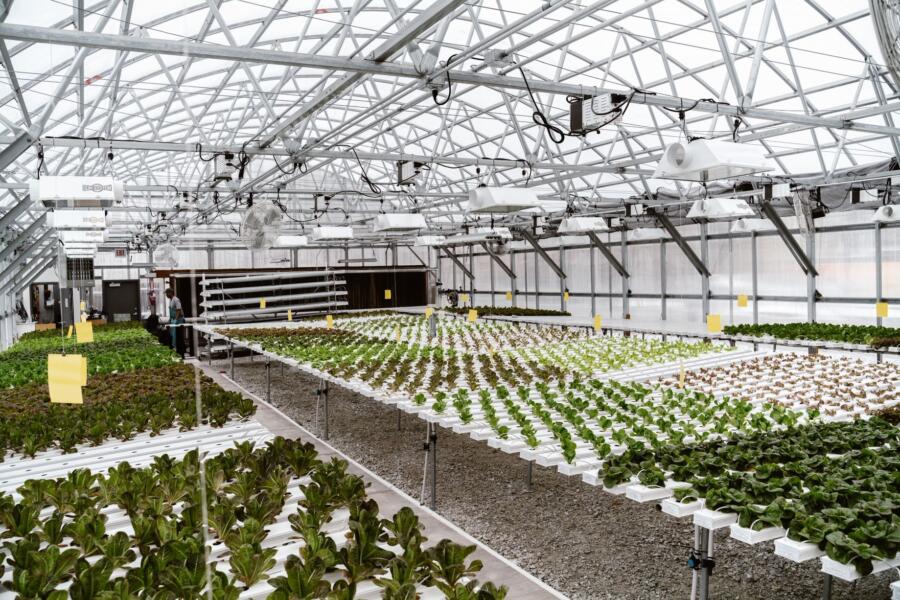 Herban Produce greenhouse