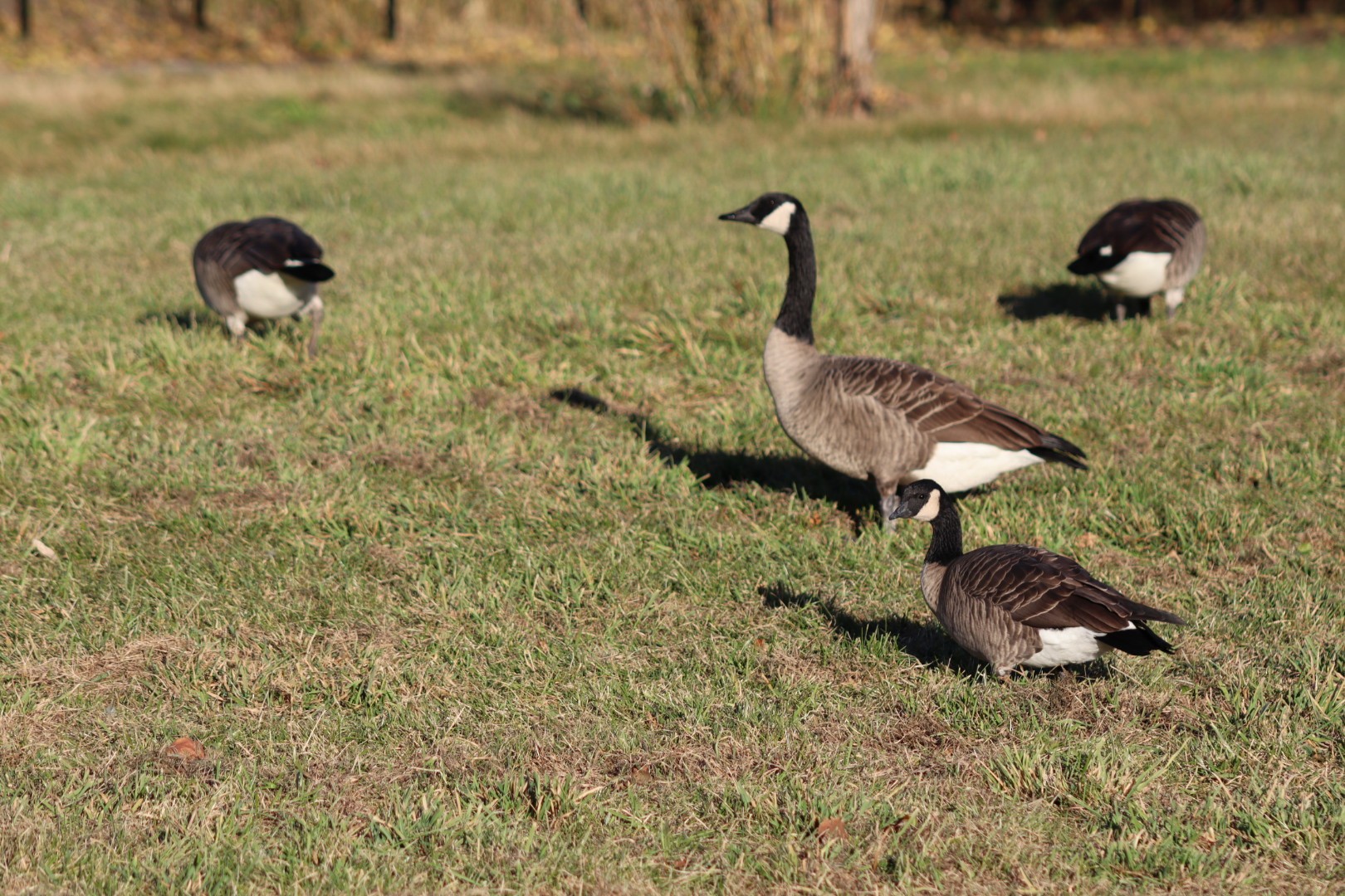 Cackling Goose amongst Canada Geese at Washington Park