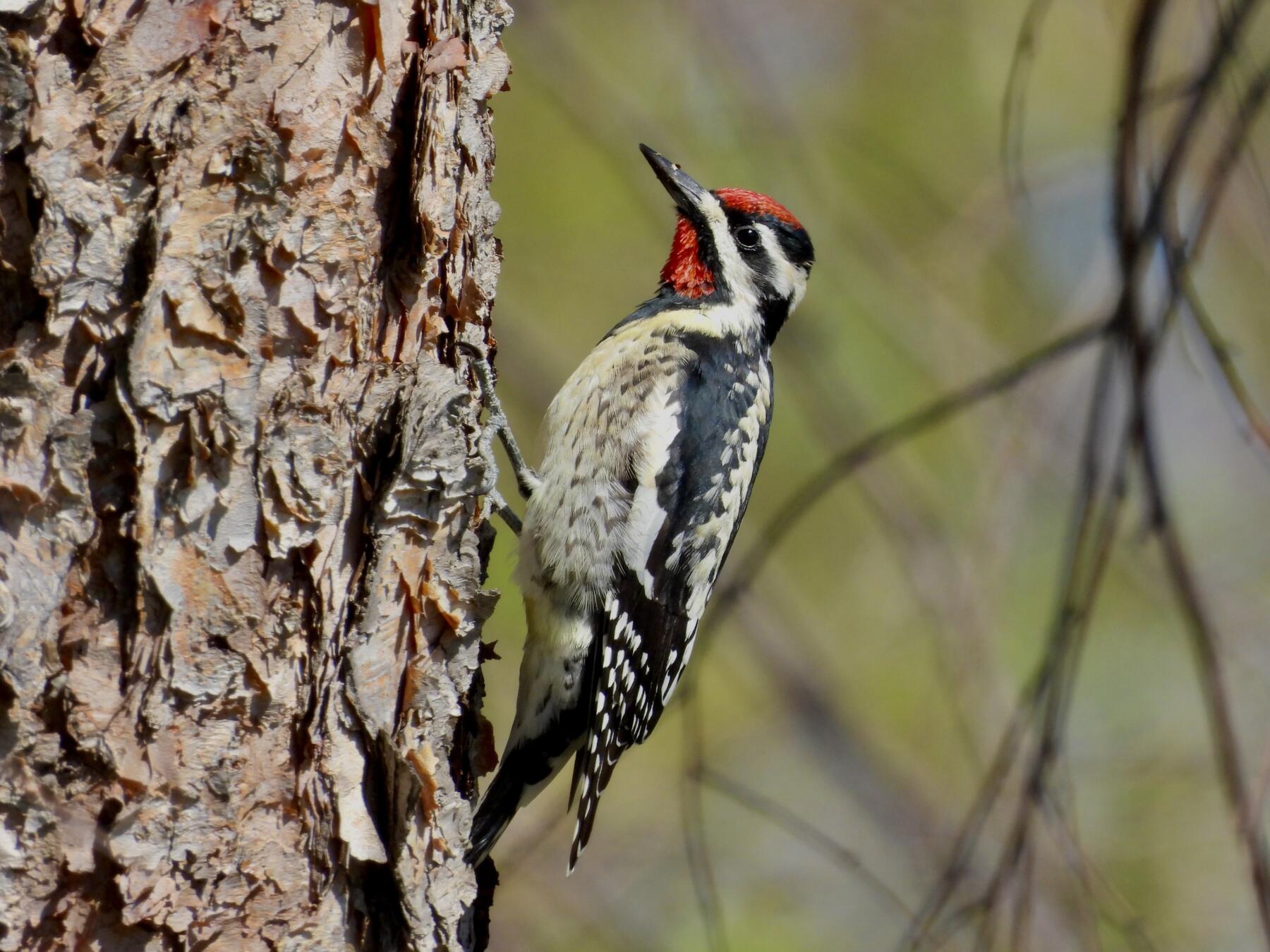 Yellow-Bellied Sapsucker at McKinley Park