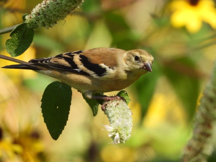 American Goldfinch at McKinley Park