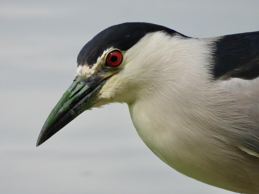 Black-crowned Night Heron