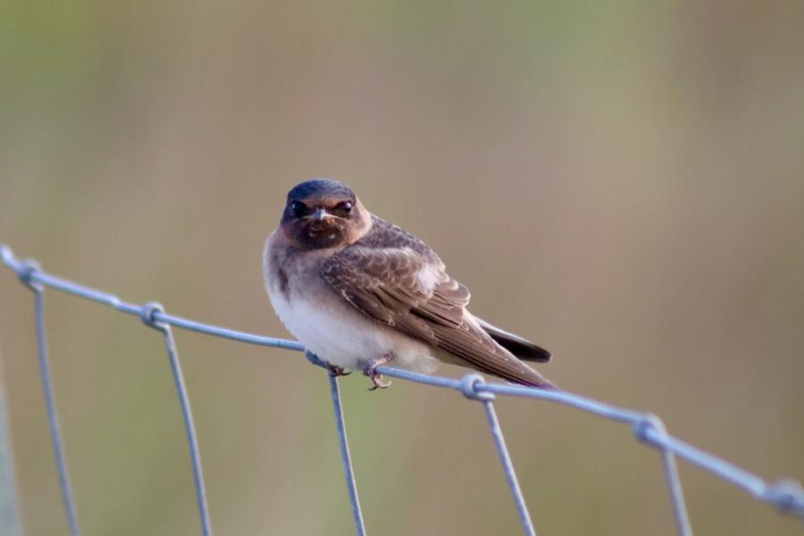 Cliff Swallow at Northerly Island