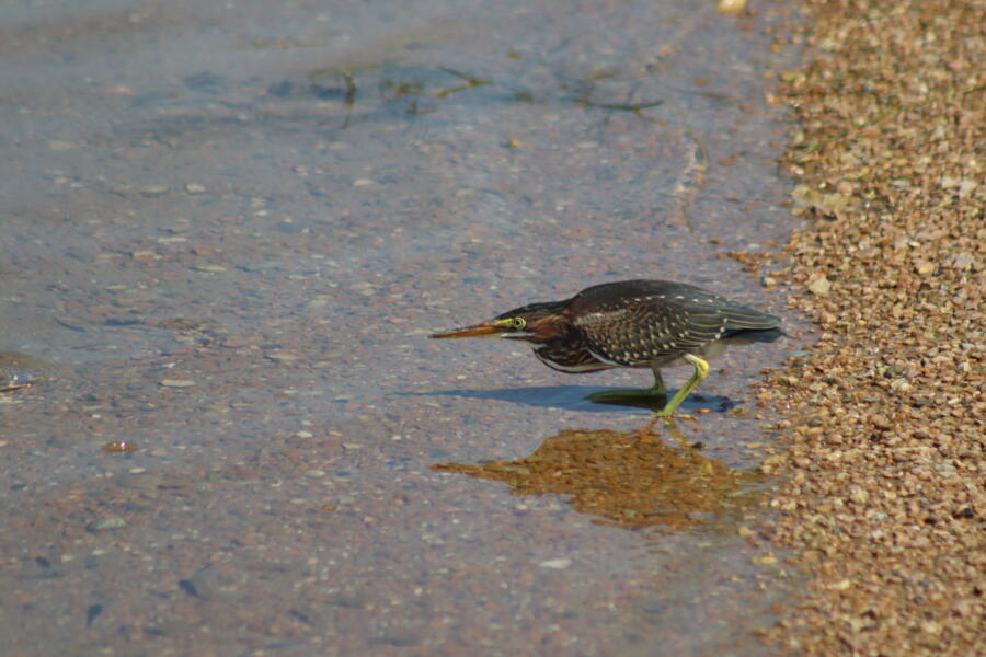 Green Heron