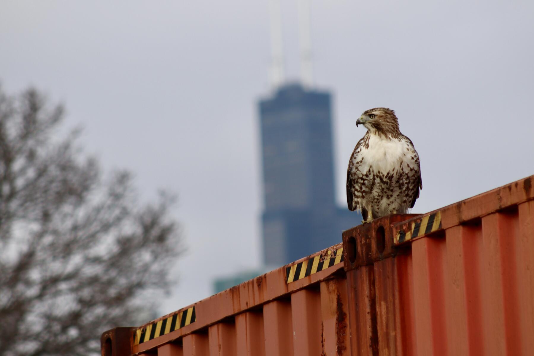 Red-Tailed Hawk at Northerly Island