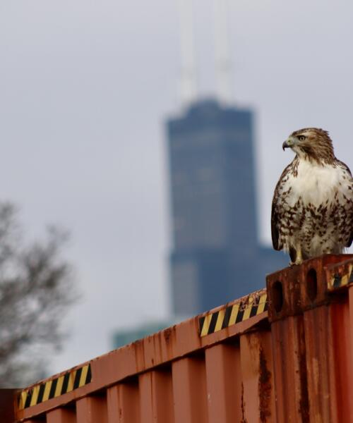 Red-Tailed Hawk at Northerly Island