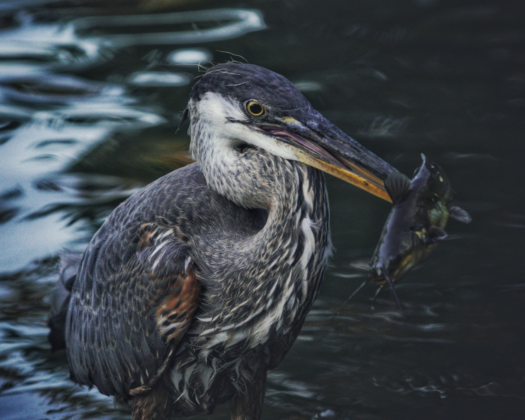 Great Blue Heron at Riis Park