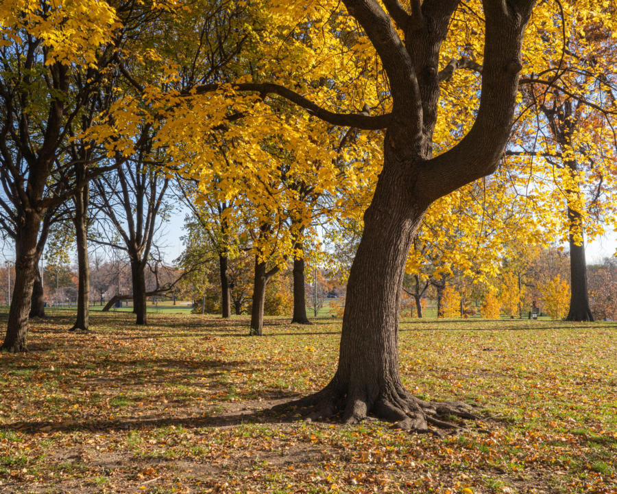 Fall Scenery at Riis Park