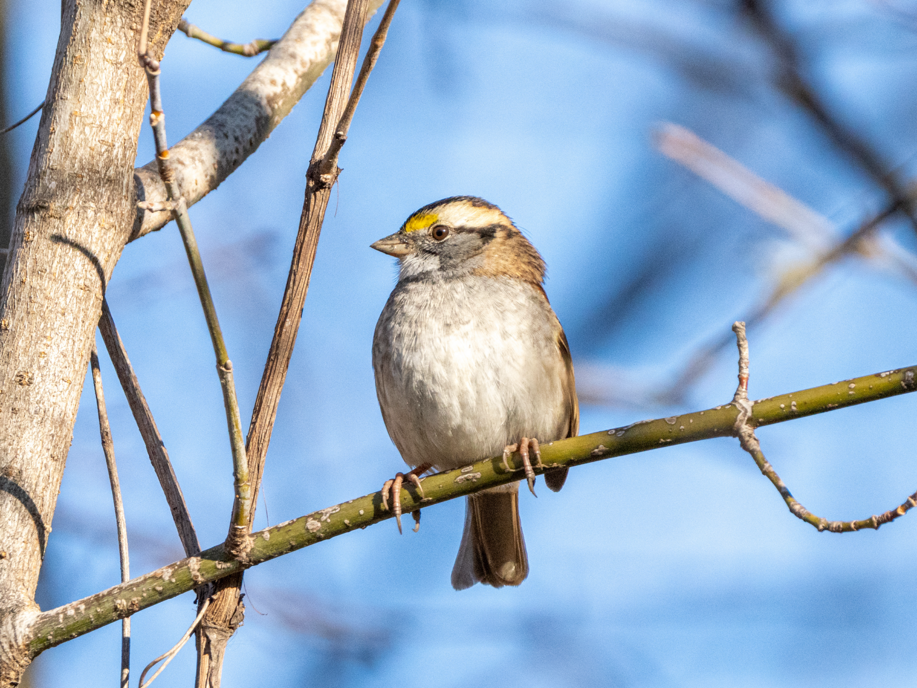 White Throated Sparrow at Riis Park