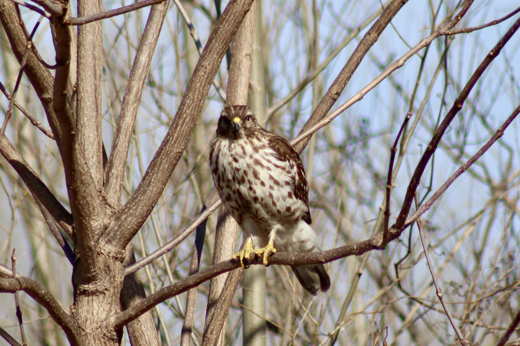 Red Shouldered Hawk at Washington Park;