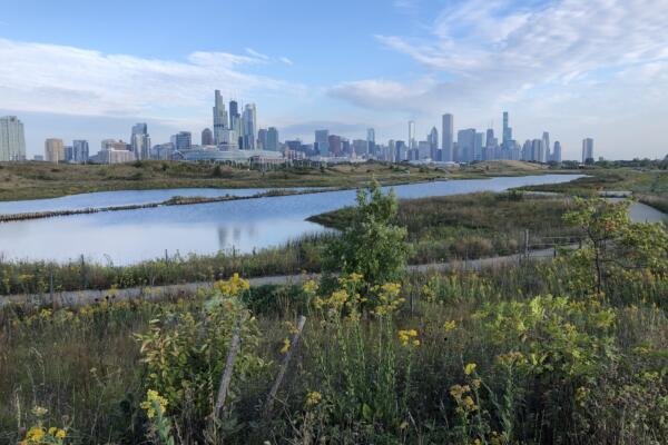 Summery Scenery at Northerly Island
