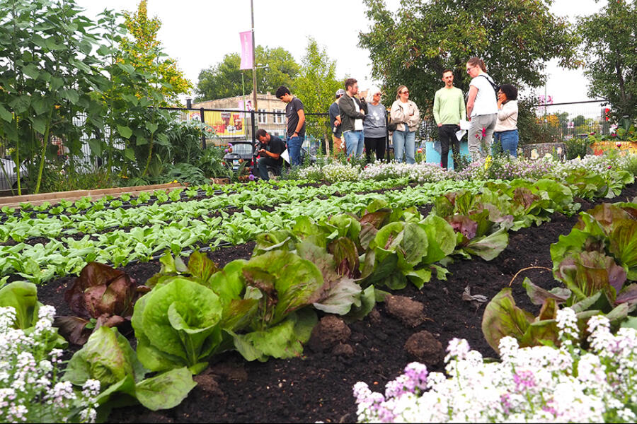 Rows of lettuce growing in an urban farm plot, with a group of people talking in the background.
