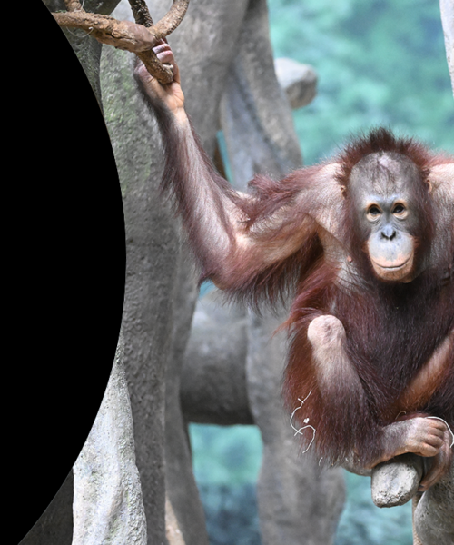 Zoo Uncorked: Wines & Vines