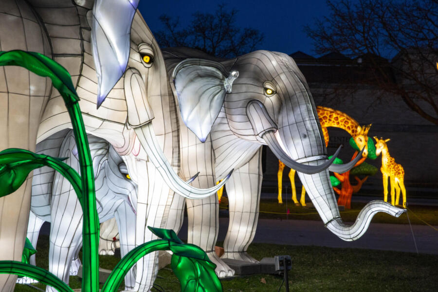 Glow Wild at Brookfield Zoo