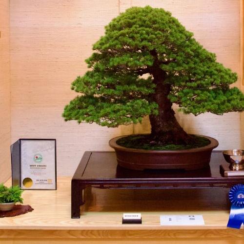 Midwest Bonsai Society 19th Annual May Bonsai Exhibit