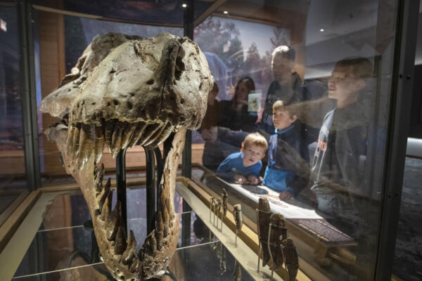 5. SUE skull 2 (c) Field Museum, photo by Martin Baumgaertner