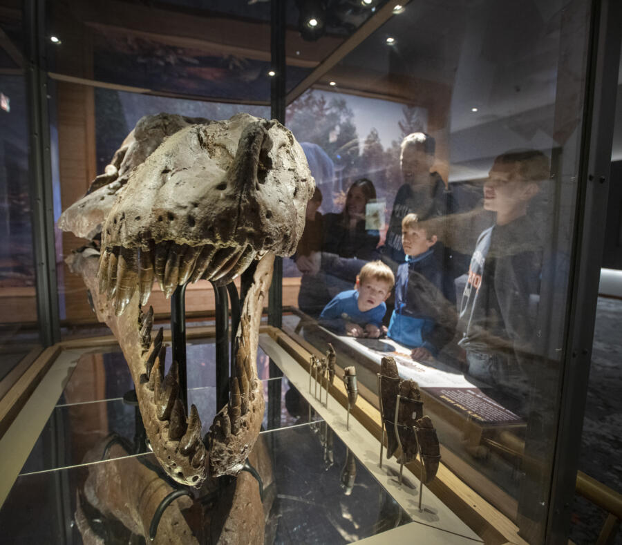 SUE's skull at the Field Museum in Chicago