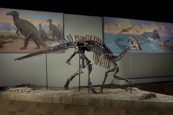 Evolving Planet – Parasaulolophus (c) Field Museum