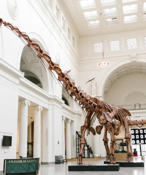 fieldmuseum_maximo-305 Photo by Lucy Hewett, © 2018 Field Museum
