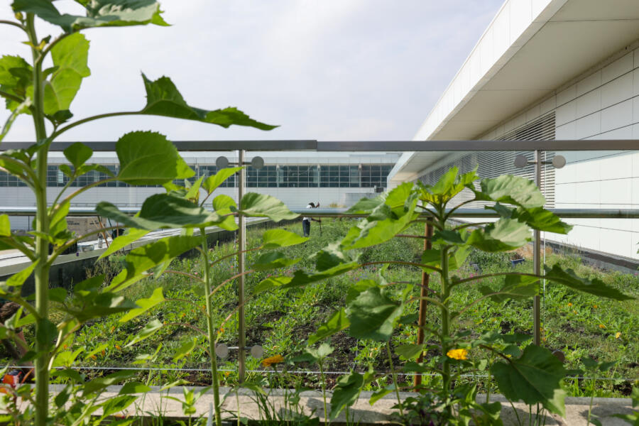 The rooftop garden at McCormick Place West