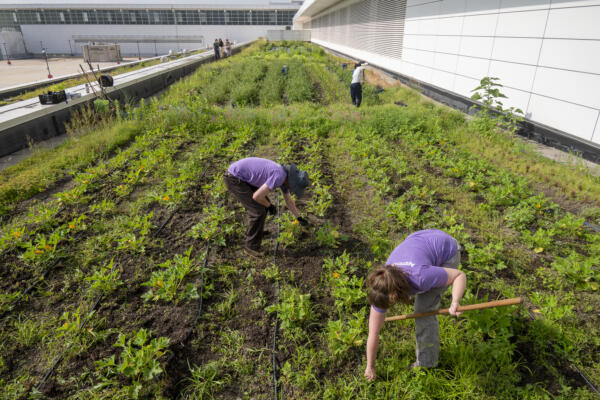 The rooftop garden at McCormick Place West