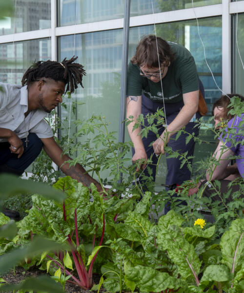 The rooftop garden at McCormick Place West