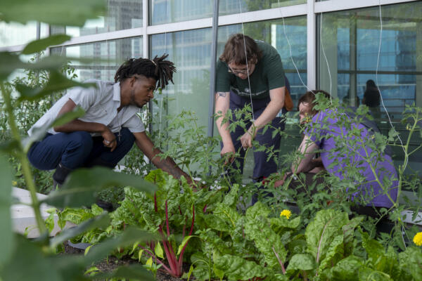 The rooftop garden at McCormick Place West