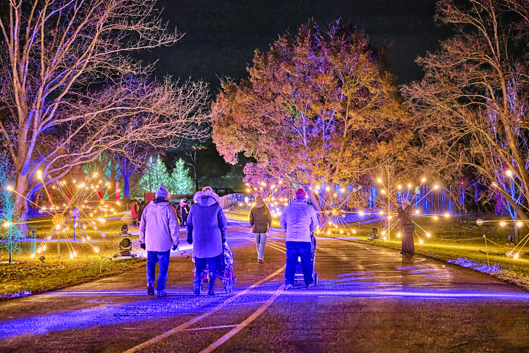 Illumination: Tree Lights at The Morton Arboretum
