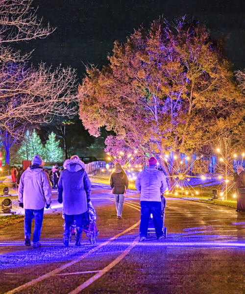 Illumination: Tree Lights at The Morton Arboretum