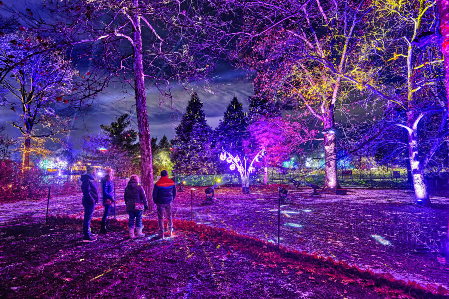 Illumination: Tree Lights at The Morton Arboretum