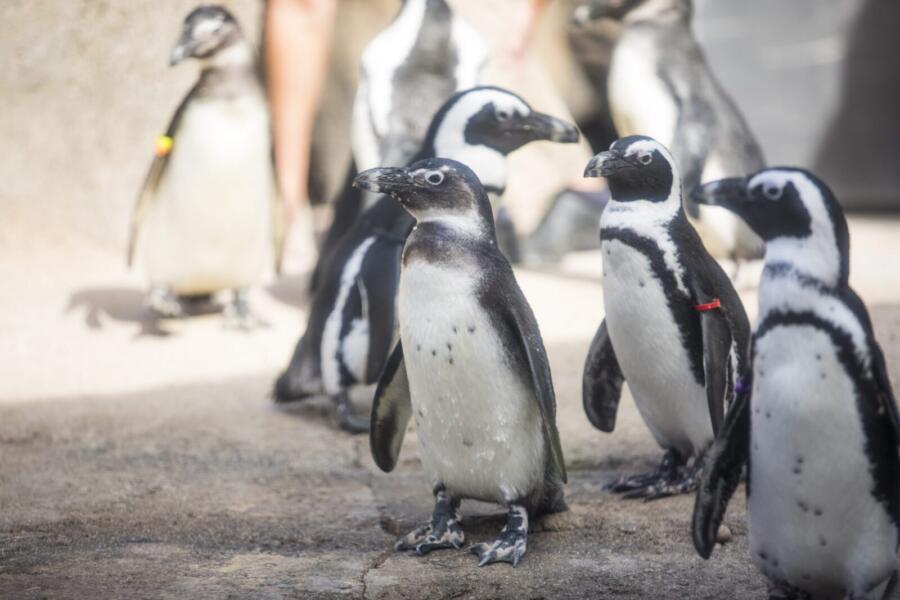 Penguins at Lincoln Park Zoo