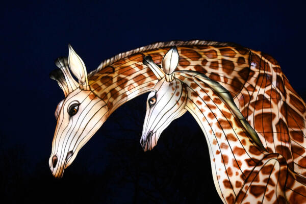 Glow Wild at Brookfield Zoo