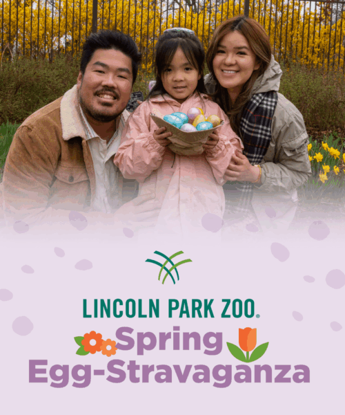 Spring Egg-Stravaganza at Lincoln Park Zoo